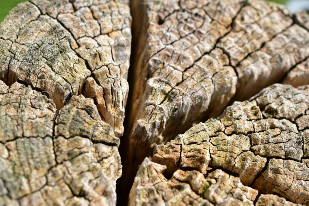 a close up view of a tree stump